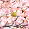 メジロと河津桜
