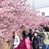 花見