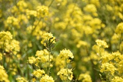 菜の花と蜂