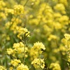 菜の花と蜂