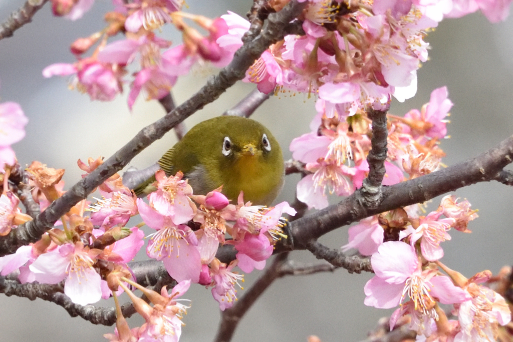 メジロと河津桜