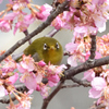メジロと河津桜