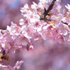 桜満開
