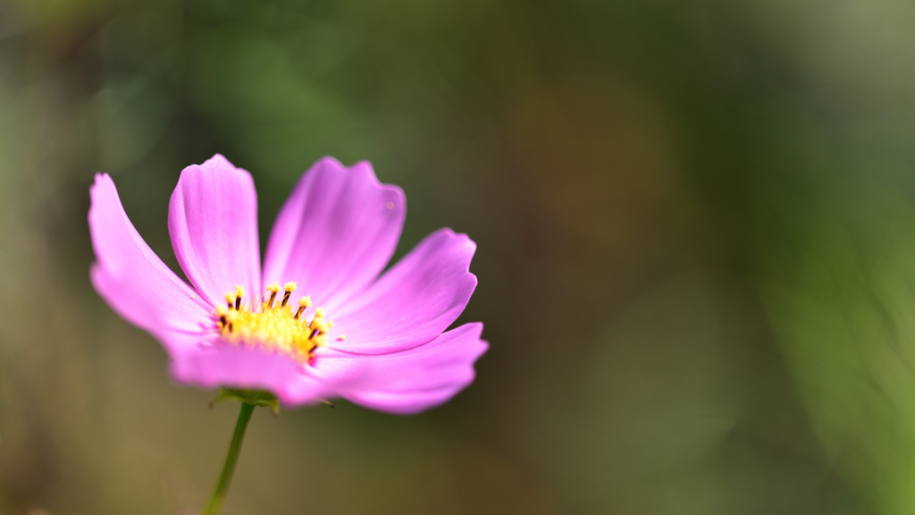 秋桜