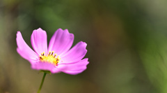 秋桜