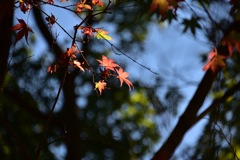 IMG_4568