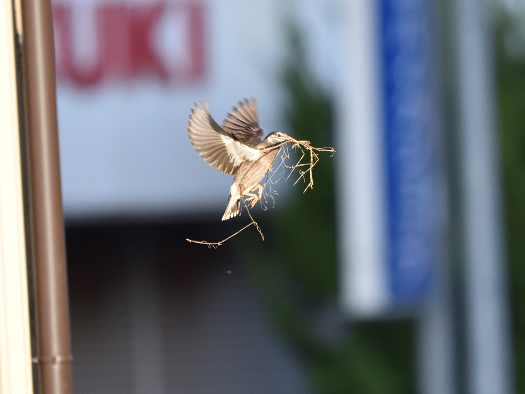 ムクドリ