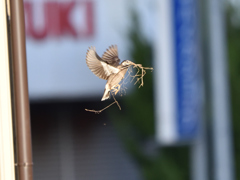 ムクドリ
