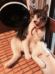 ぺろー