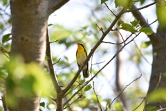 初キビタキ