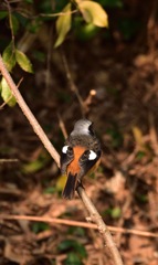 紋付鳥