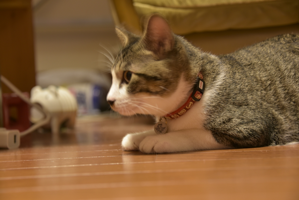 猫目線