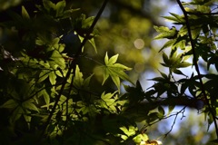 IMG_4538