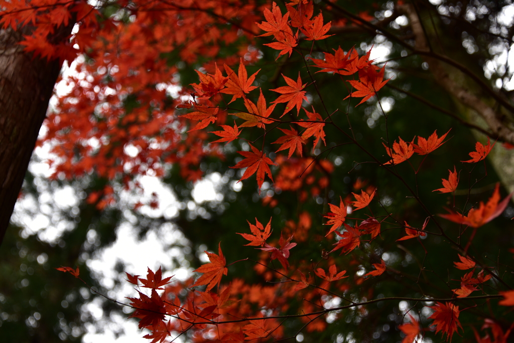 DSC_3397
