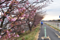 朝比奈川土手の桜