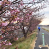 朝比奈川土手の桜