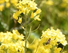 菜の花と蜂