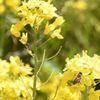 菜の花と蜂