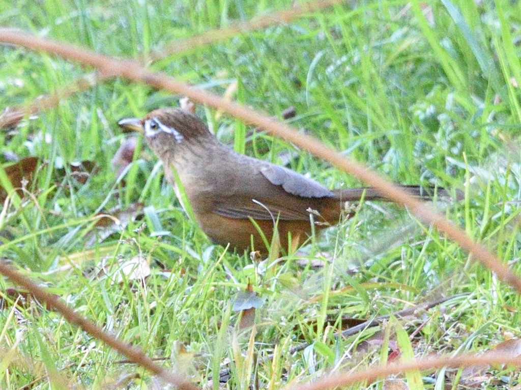 ガビチョウ