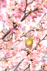 メジロと河津桜