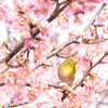 メジロと河津桜