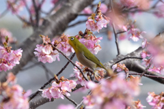 メジロと河津桜