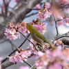 メジロと河津桜
