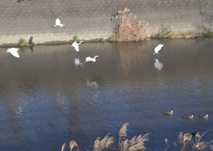 今朝の葉梨川２