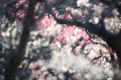 ぼっけぼけ