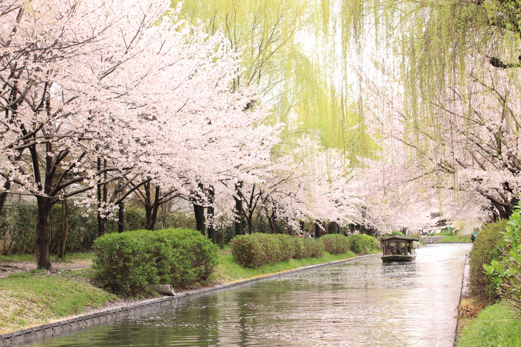 桜のある風景