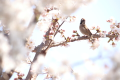 桜と雀