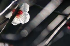 うしろ姿