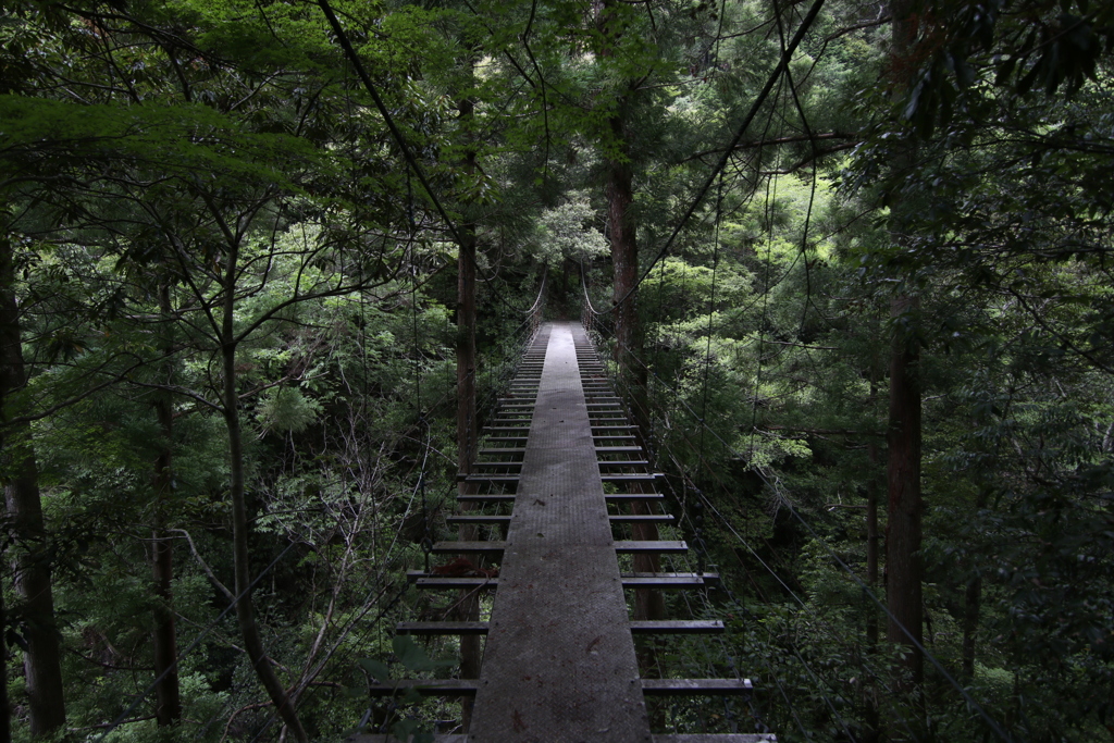 森の中の道