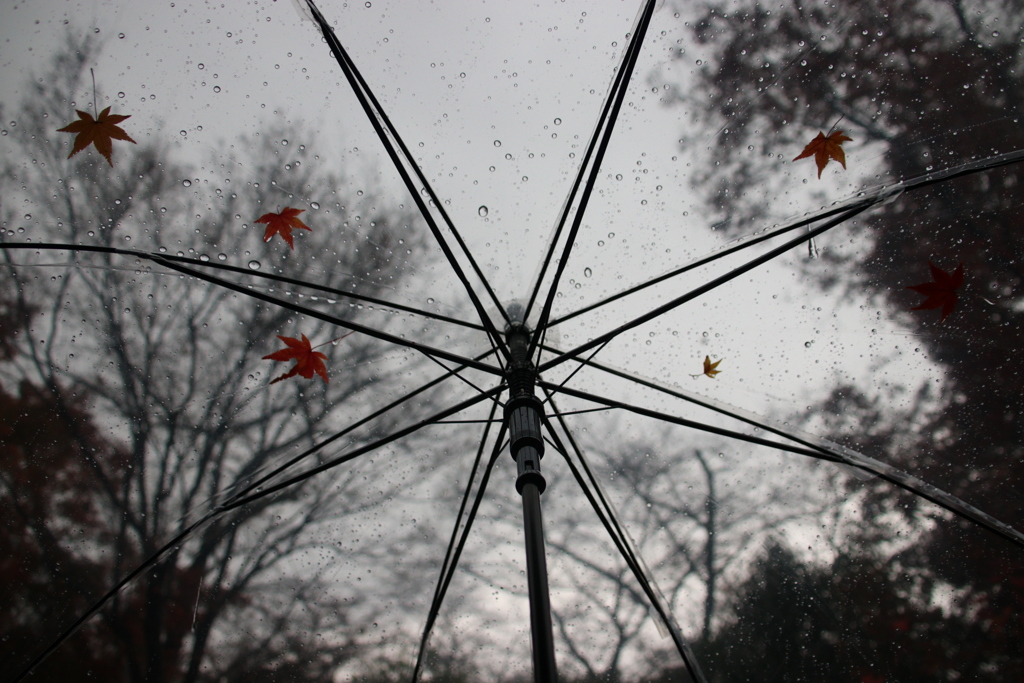 秋雨