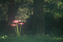 ひなたぼっこ