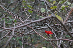 ひとりぼっちの花