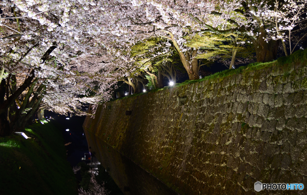 金沢城の夜桜スポット