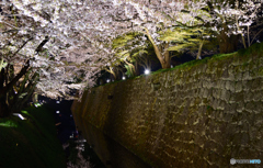 金沢城の夜桜スポット