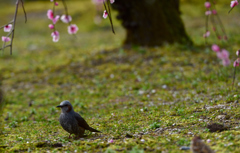 梅の香りに誘われて