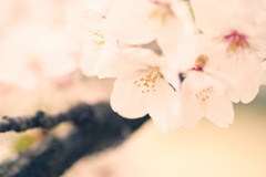 暖かい桜の光