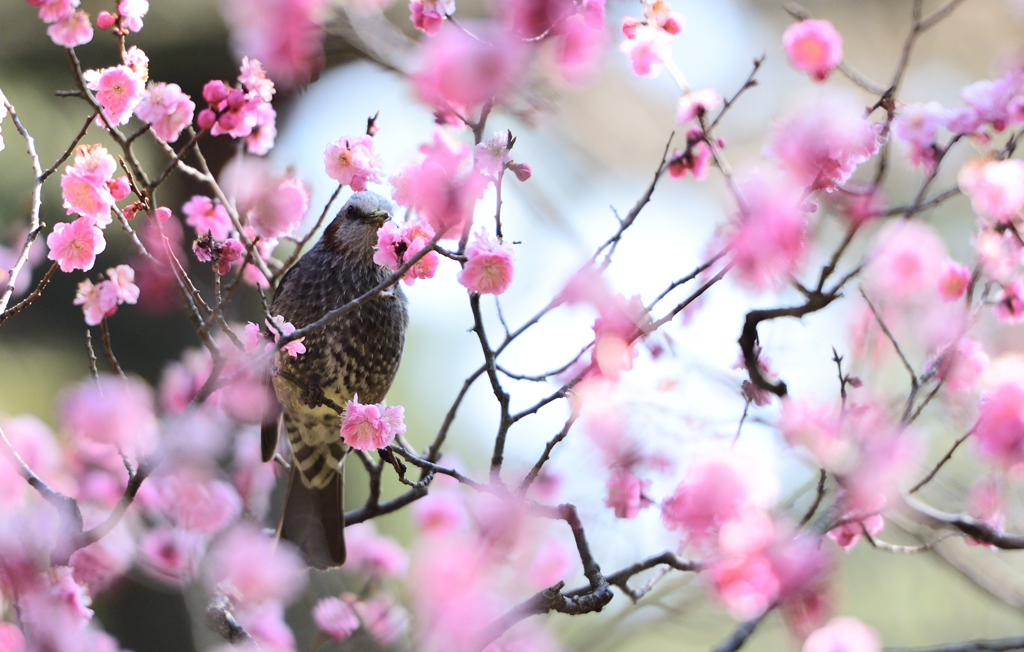 鳥のさえずりに誘われて