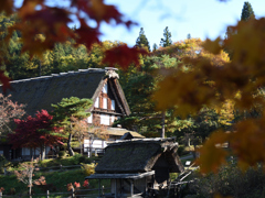 飛騨の里　合掌の紅葉