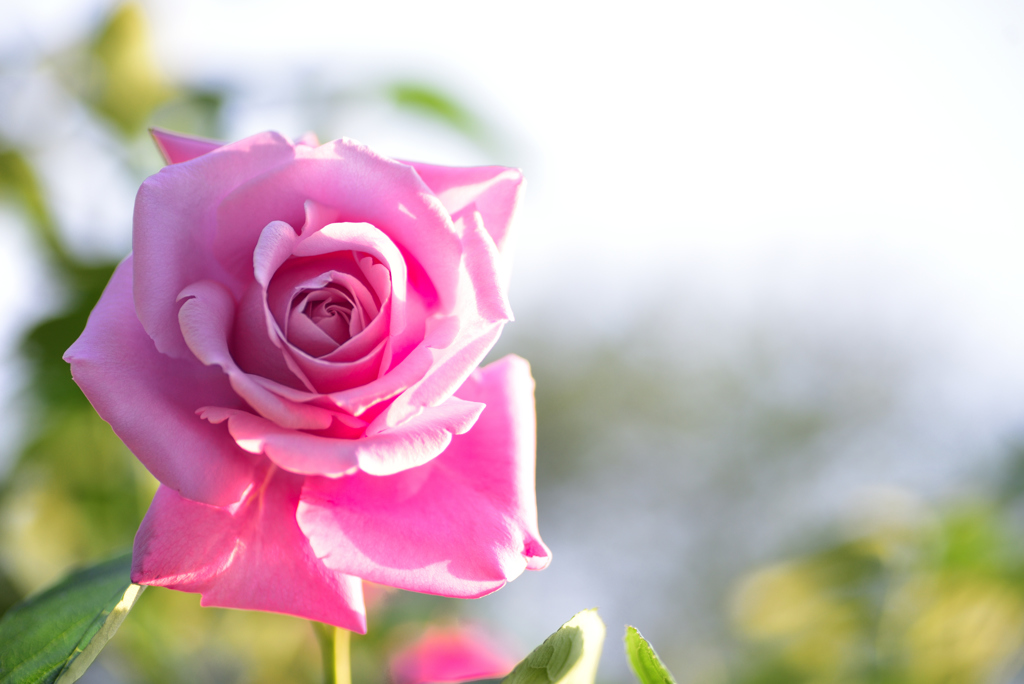 夕日のスポットライトを浴びた薔薇