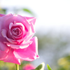 夕日のスポットライトを浴びた薔薇