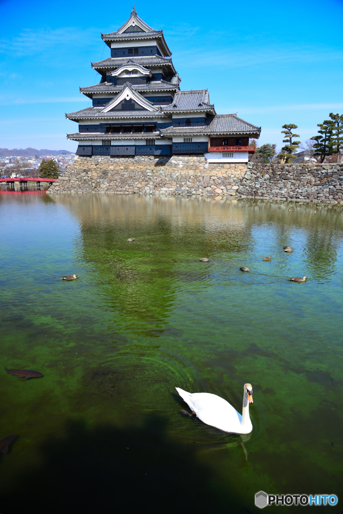 アヒルが住む堀～松本城3月の青空～