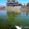 アヒルが住む堀～松本城3月の青空～