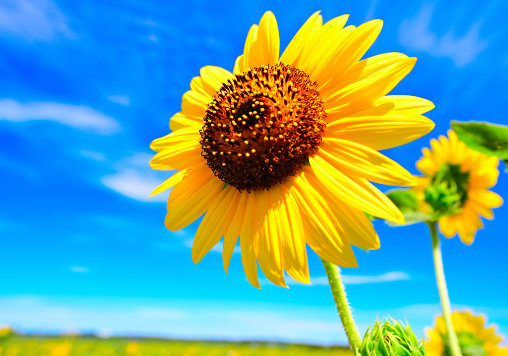 夏の太陽