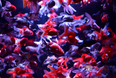 金魚の大行進