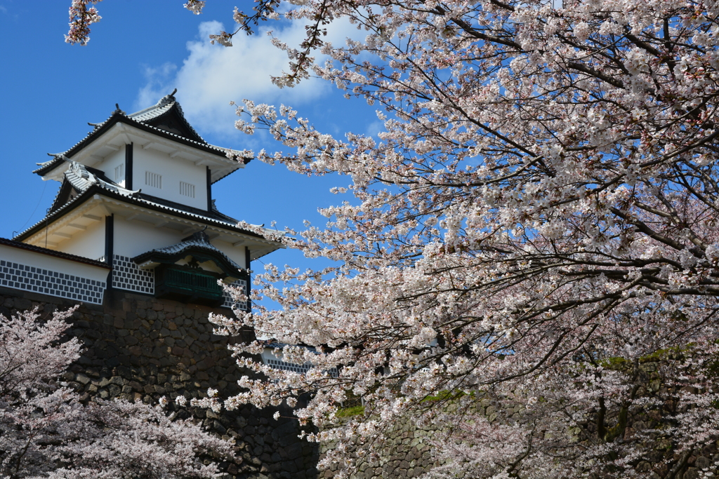 春の石川門