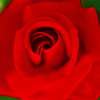 赤い薔薇の誘惑